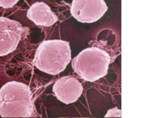 Methanococcus jannaschii - biologia