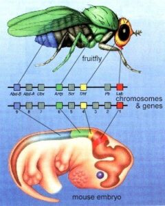 Ubicazione dei geni homeobox in Drosophila ed in Topo - biologia