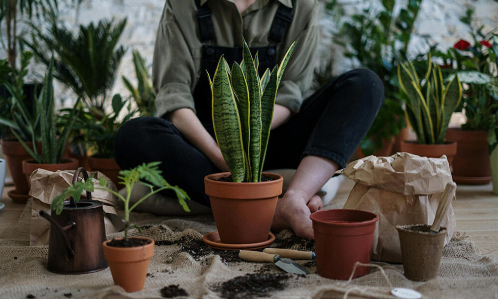 In questo articolo parliamo dell'utilità, non solo estetica, di avere del verde in casa per migliorare l’aria e l'ambiente.