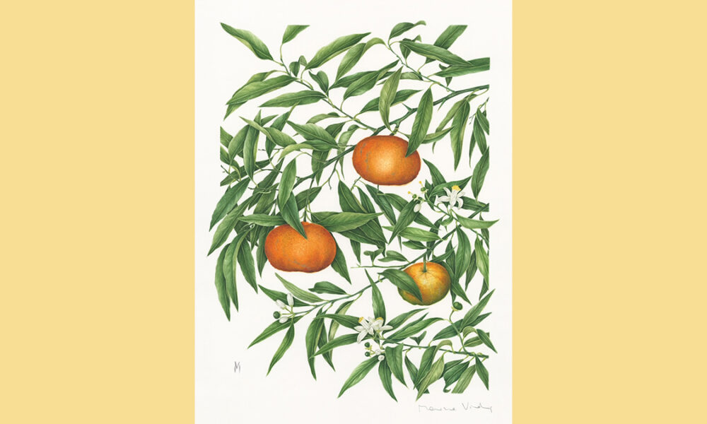 Presentiamo la mostra Antologica - MARINA VIRDIS, pittrice botanica, a cura di Leda Cardillo Violati, Gabriella Ferrauto Terzi, Massimo Gobbi