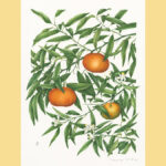 Presentiamo la mostra Antologica - MARINA VIRDIS, pittrice botanica, a cura di Leda Cardillo Violati, Gabriella Ferrauto Terzi, Massimo Gobbi